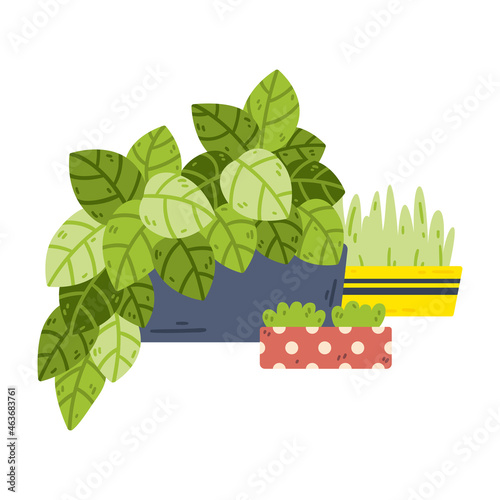 Potted houseplants. Home hobby gardening. Indoor and outdoor landscape garden potted plants. Vector objects isolated on white background.