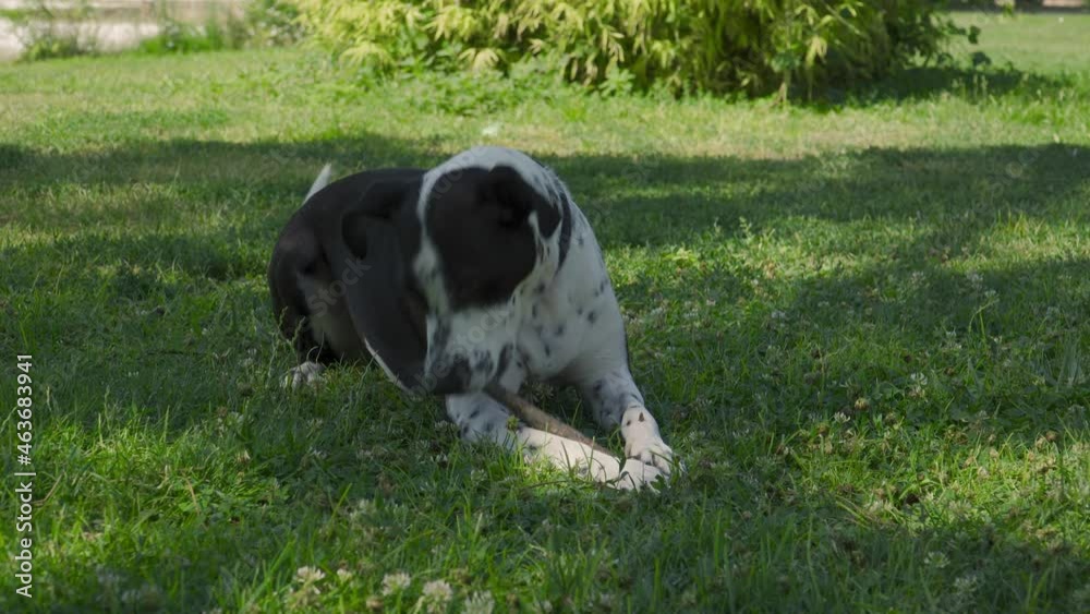 Perro negro con manchas blancas jugando con un palo, perro mordiendo un palo en el parque, perro jugando con una rama al aire libre, perro comiéndose un palo en césped Perro negro con manchas blancas jugando con un palo, perro mordiendo un palo en el parque, perro jugando con una rama al aire libre, perro comiéndose un palo en césped
