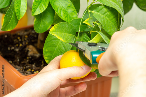 Harvesting fresh tasty lemons from potted citrus plant. Close-up of the females hands who harvest the indoor growing lemons with hand pruners. Ripe yellow lemon Volcameriana fruits and green leaves photo