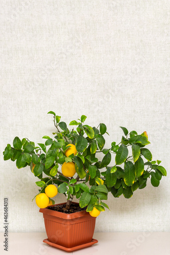 Potted citrus plant with ripe yellow-orange fruits on the table. Indoor growing Volkamer lemon with sheared ripe fruits.  Ripe yellow lemon fruits and green leaves