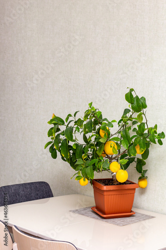 Interior design of dining room with potted decorative lemon tree on the table. Ripe indoor growing yellow citrus fruits. Elegant home decor, template. Home gardening hobby photo