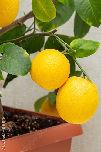 Ripe yellow-orange lemon fruits on the branches with green leaves. Close-up of potted citrus plant of a Volcameriana variety. Indoor citrus tree growing. Elegant home decor photo