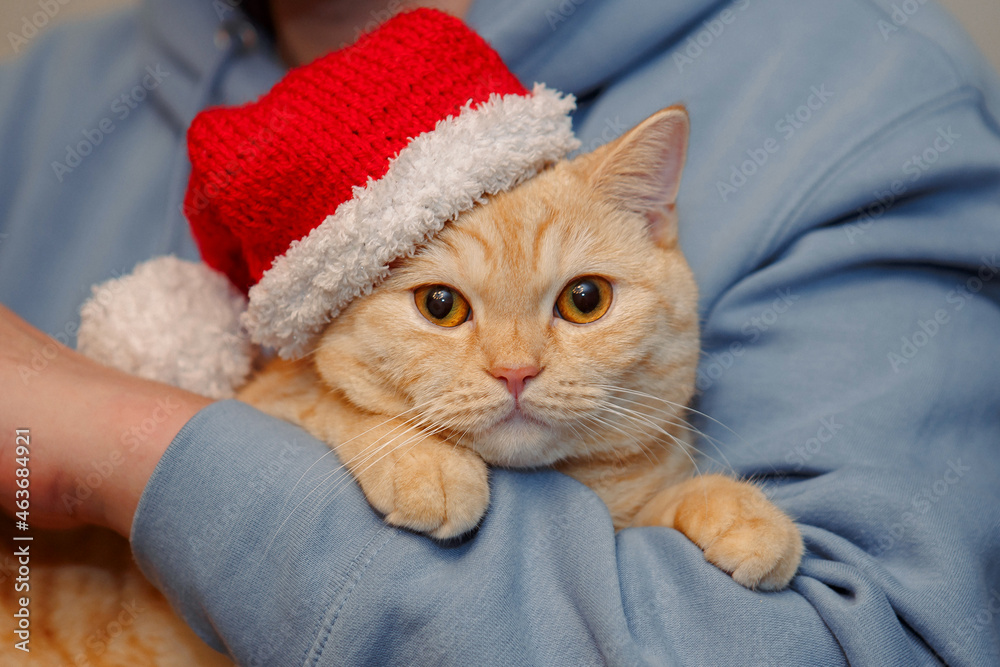 On his hands lies a cream-colored Scottish cat in a New Year's hat.