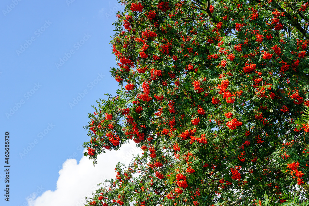 ripe berries of red mountain ash on a branches with green leaves