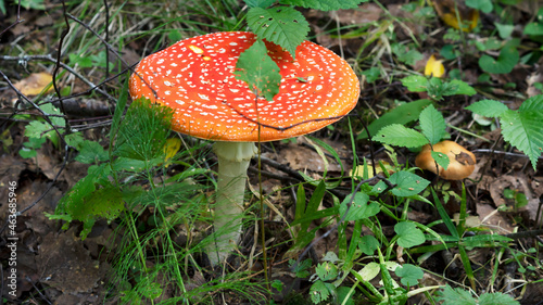 Fly Agaric mushroom in the grass in the forest. Fly amanita mushroom in the nature. Fly Agaric is a very poisonous dengerous fungus. photo