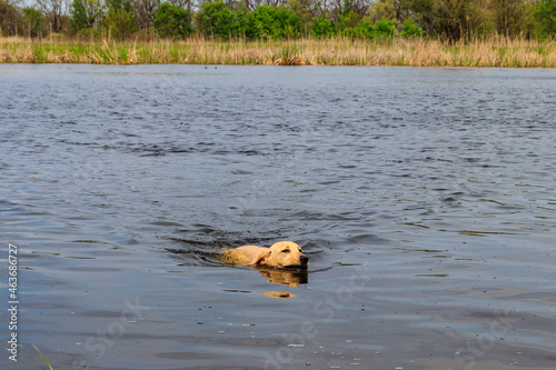 Cute labrador retriever puppy swimming in a river