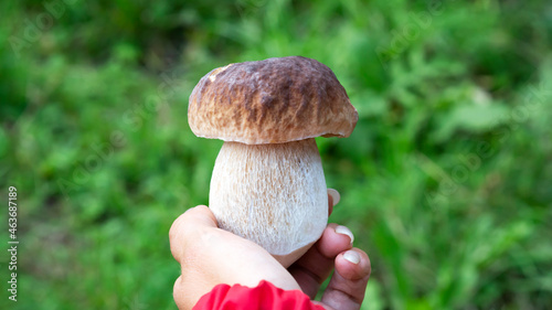 Close-up of boletus edulis mushroom. Mushrooms boletus is an excellent source of healthy proteins.