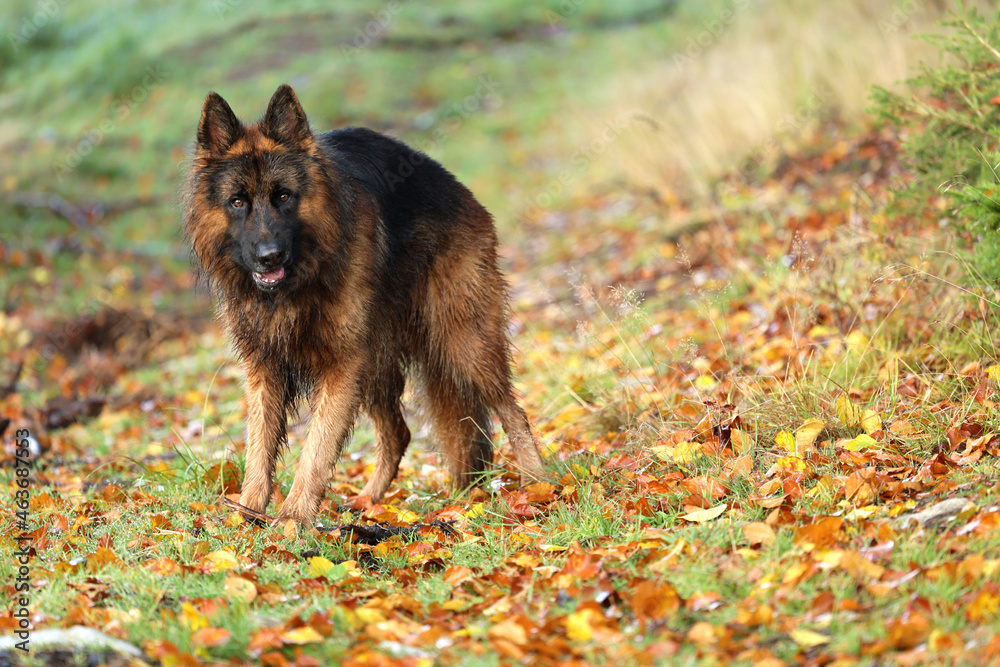 Piękny pies wilczur niemiecki podczas zabawy w lesie.  - obrazy, fototapety, plakaty 