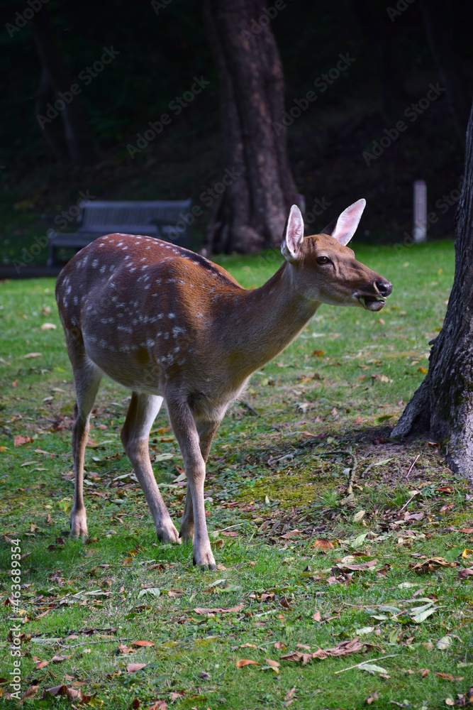 A young sika deer is walking in the autumn park. A young sika deer is walking in the autumn park.