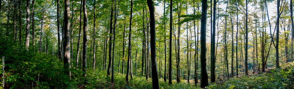 Fototapeta premium Panorama of beech forest in the mountains in autumn. Background of a distant mountain and clear sky.