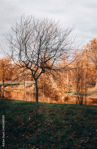 autumn in the park