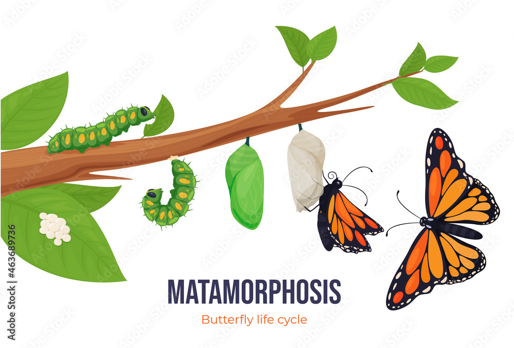Cartoon butterfly life cycle metamorphosis vector flat illustration. Steps winged insect development - obrazy, fototapety, plakaty 