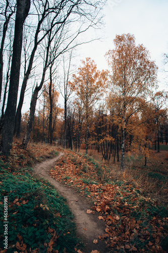 path in autumn forest