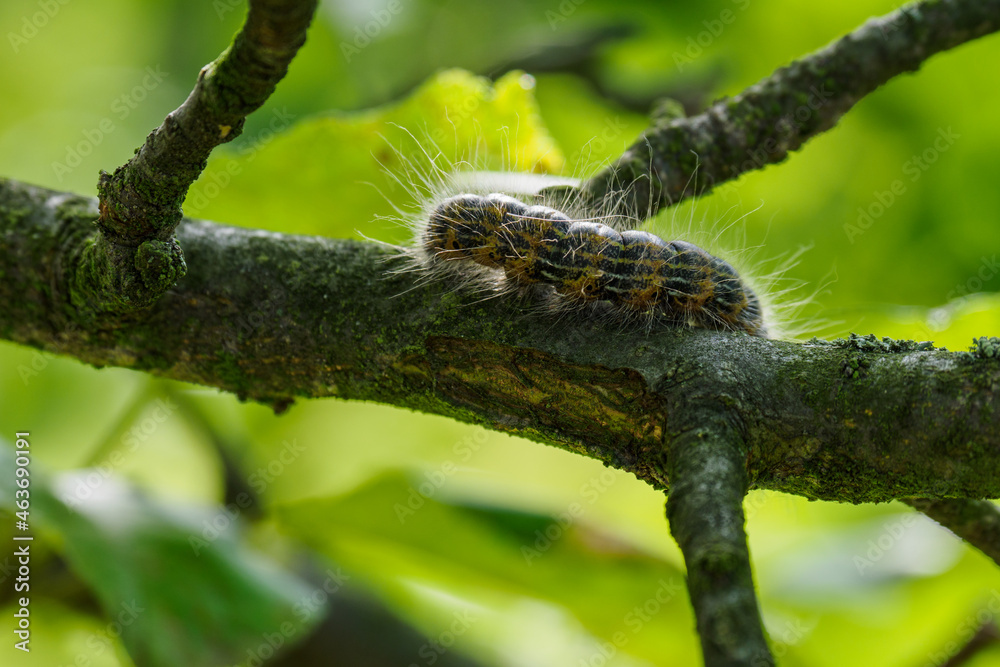 Hairy caterpillar with a black stripe crawling on a branch.
