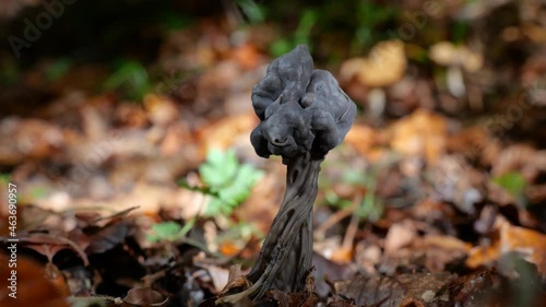 Grubenlorchel (Helvella lacunosa) photo