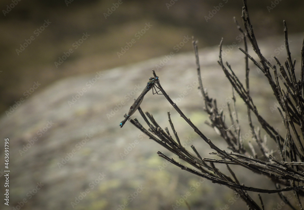 Small dragonfly insect sits on branch of bush on mountain rock boulder in New Zealand Small dragonfly insect sits on branch of bush on mountain rock boulder in New Zealand