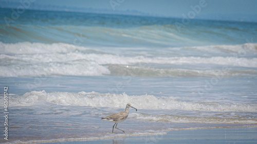 Seagull hunts for food on sandy beach as waves roll in on Pacific Baja California coast
