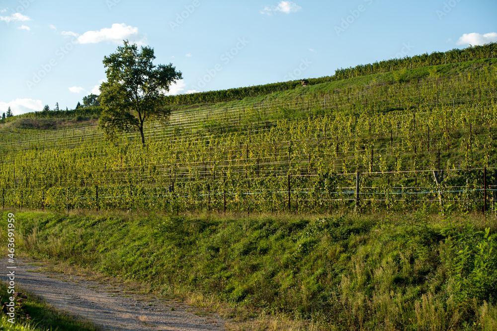 vineyard on a hill in the evening in early autumn