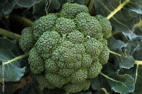 Organic broccoli (Brassica oleracea) growing in vegetable garden