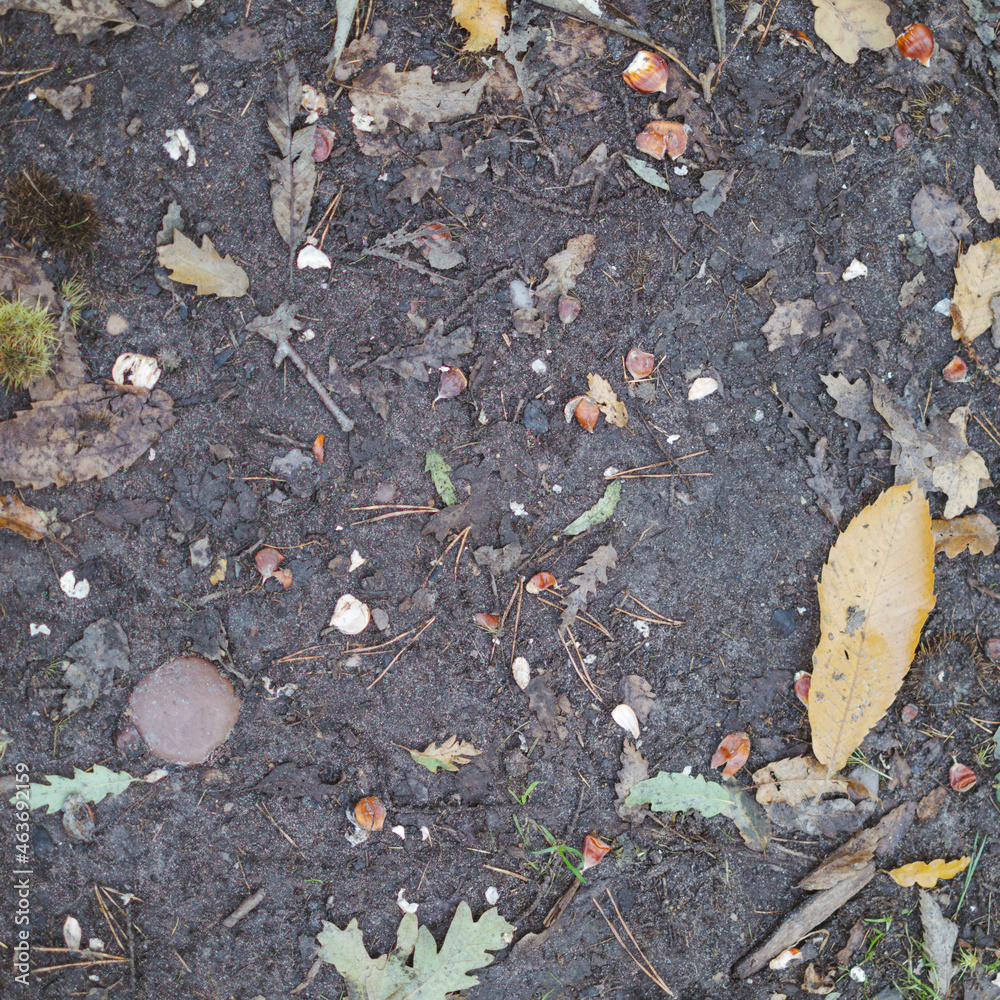 Obraz premium Woodland Floor Texture