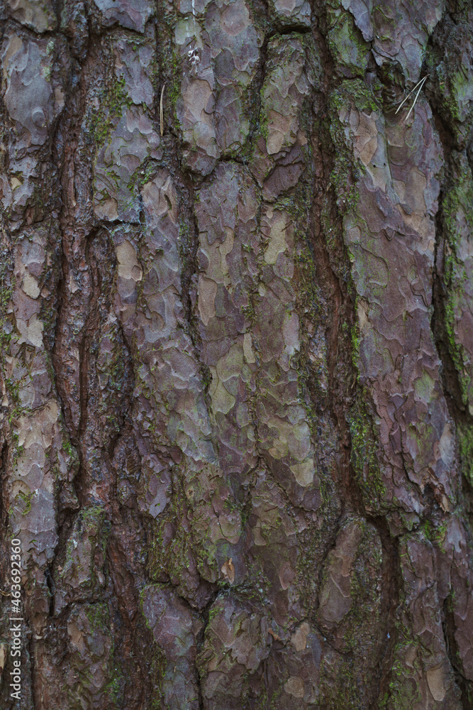 Tree Bark Texture Tree Bark Texture