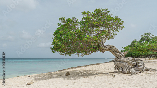 Schilderij op canvas Iconic Landmark Divi Divi trees on a sandy beach overlooking the ocean off the c