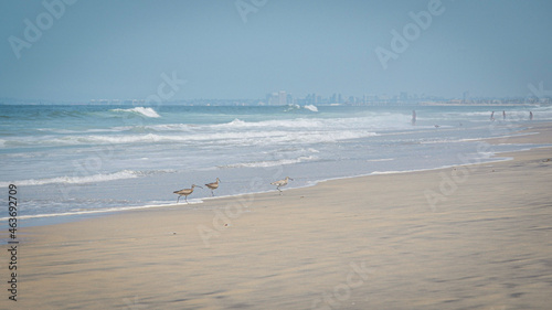 Seagulls hunt for food on sandy beach as waves roll in on Pacific Baja California coast