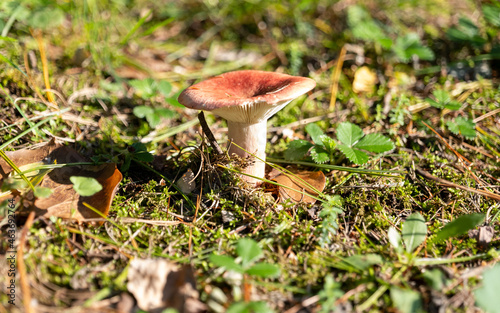 small mushroom in autumn foliage in the park