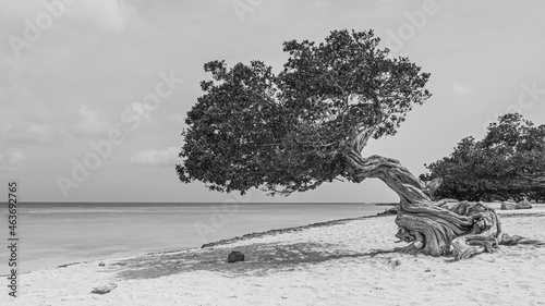Schilderij op canvas Iconic Landmark Divi Divi trees on a sandy beach overlooking the ocean off the c