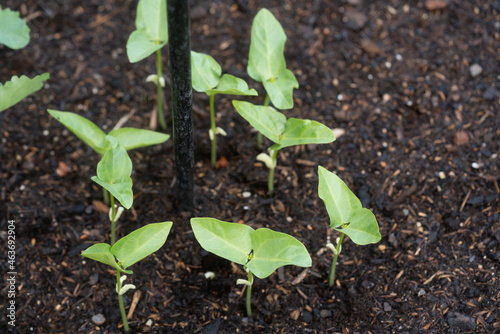 Runner beans in the garden