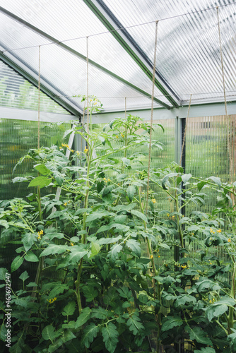 Tomatoes in a greenhouse photo