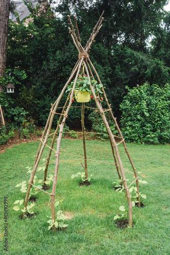 Pole bean tipi with strawberries