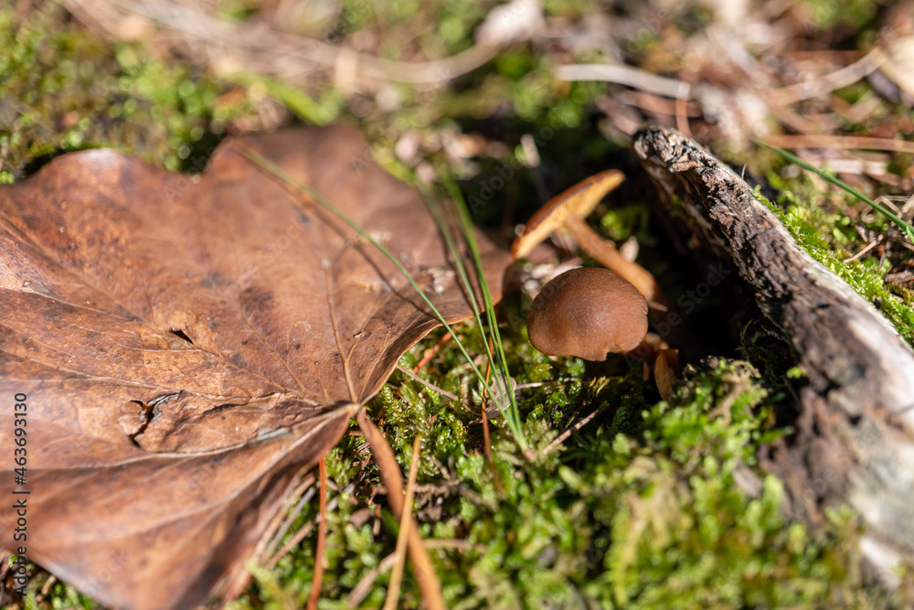 small mushroom in autumn foliage in the park small mushroom in autumn foliage in the park