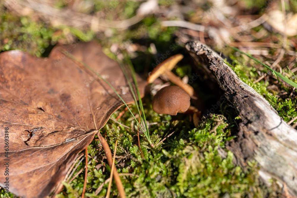 small mushroom in autumn foliage in the park small mushroom in autumn foliage in the park