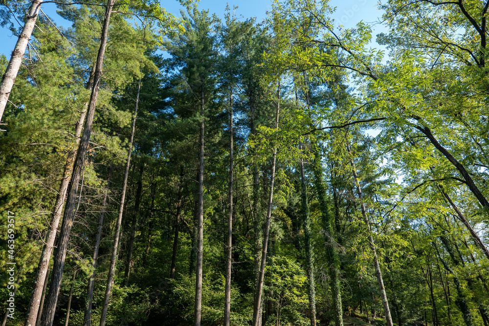tall trees in the park in early autumn tall trees in the park in early autumn