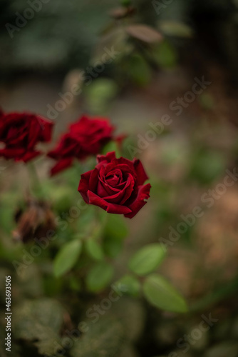 Flores del color rojo conocidas como rosas plantada en mitad de la calle 