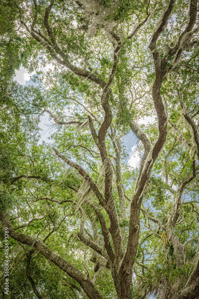 Tall live oak tree branches covered in delicate Spanish moss rises high on Atlantic Ocean coast in small beach town Tall live oak tree branches covered in delicate Spanish moss rises high on Atlantic Ocean coast in small beach town