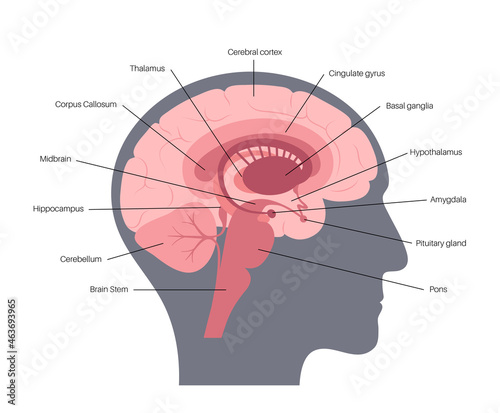 Brain anatomy concept photo
