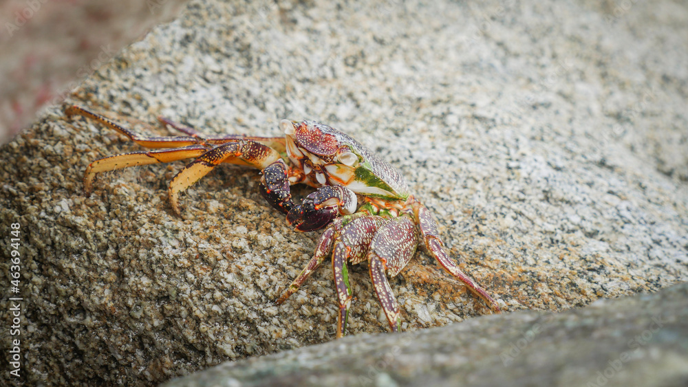 Small red crab sunbathes on sunny beach rock in Aruba in the Caribbean