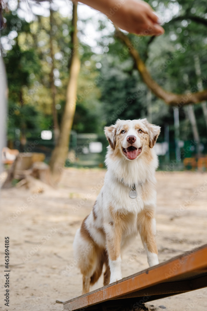 Anonymous trainer teaching pet interesting commands Anonymous trainer teaching pet interesting commands