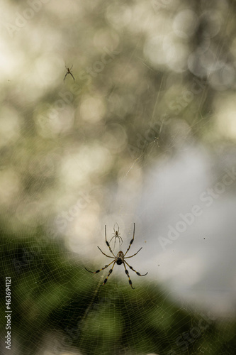 Golden orb-weaver spider in web in sunny summer garden