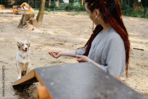 Woman training dog on playground  photo