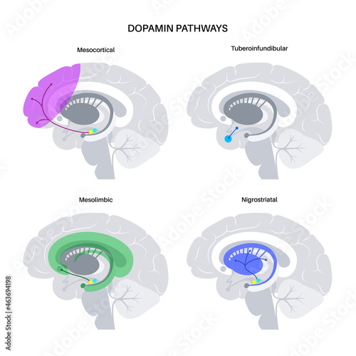 Dopamine pathway concept