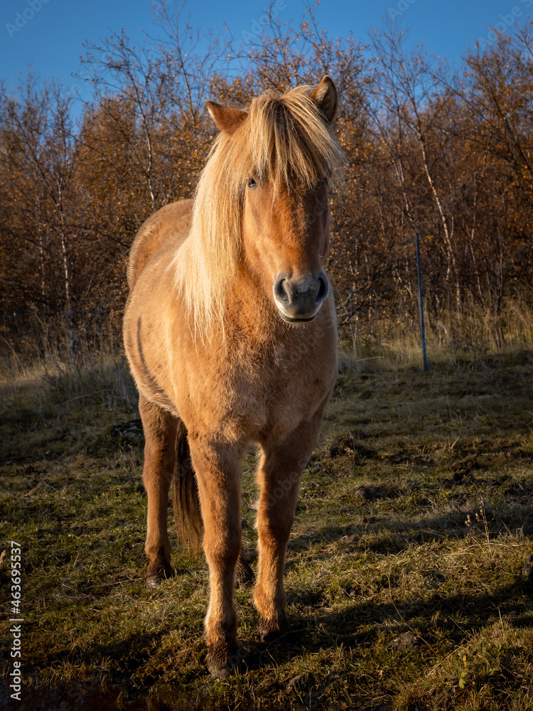 Chestnut coloured icelandic horse in the field. Sunny day, blue sky, autumn colours. Chestnut coloured icelandic horse in the field. Sunny day, blue sky, autumn colours.