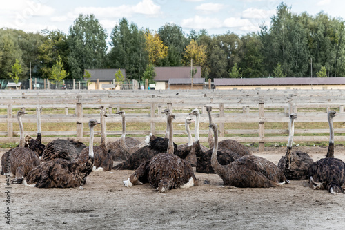 Many big african ostrich birds walking in paddock with wooden fence on poultry farm yard against blue sky on sunny day. Flock of curious hungry flightless bird photo