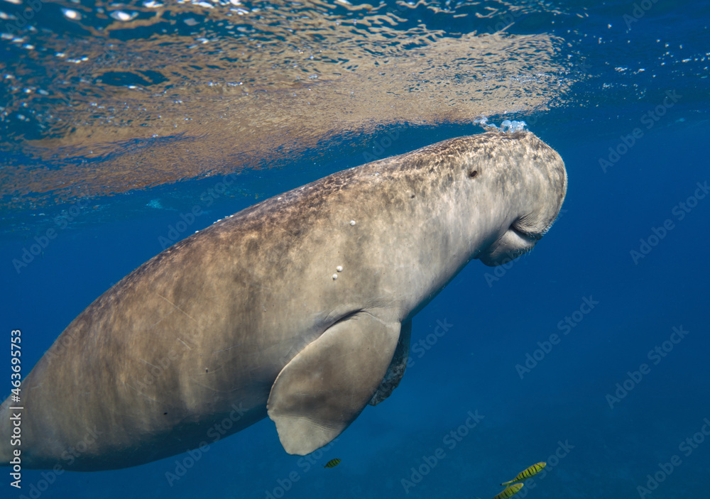 Fototapeta premium Dugong breathes. Sea cow (Dugong dugon)