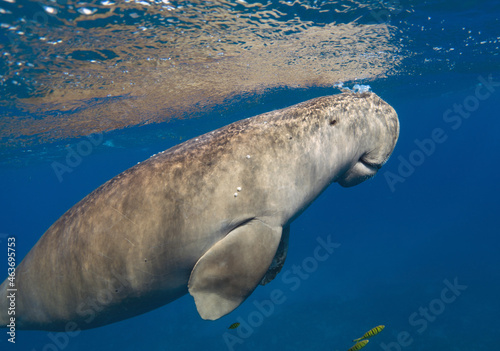 Dugong breathes. Sea cow  Dugong dugon 