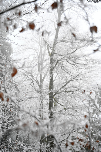 branches of tree in autumn fall winter landscape forest, background of first snow snowfall scenery, leafs falling from nature trees,  photo