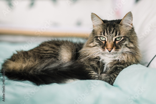 Gorgeous Siberian cat on the bed photo