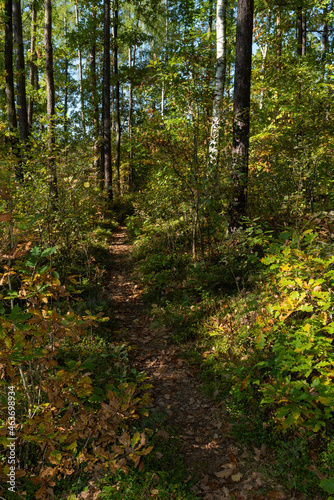 Forest trail in early autumn scenery.